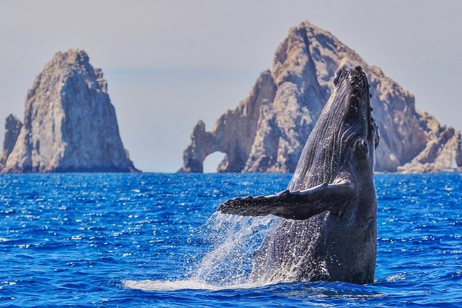 Luxury Catamaran Whale Watching Cabo San Lucas - Key takeaways before you go