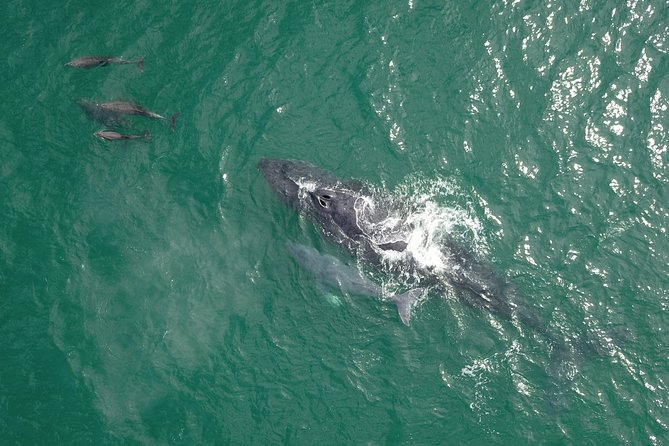 Luxury Catamaran Whale Watching Cabo San Lucas - Sea of Cortez whale time and the hydrophone surprise