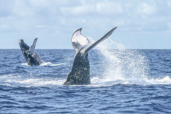 Luxury Catamaran Whale Watching Cabo San Lucas - Double-decker comfort, drinks, and the snack spread