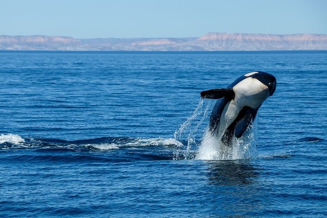 Luxury Catamaran Whale Watching Cabo San Lucas - Price and value: $129 plus the small real-world add-ons