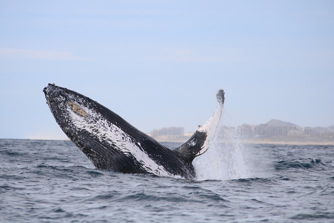Luxury Catamaran Whale Watching Cabo San Lucas - Who this tour fits best (and who should be cautious)