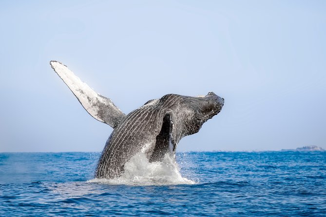 Luxury Catamaran Whale Watching Cabo San Lucas - When to go and what weather can do