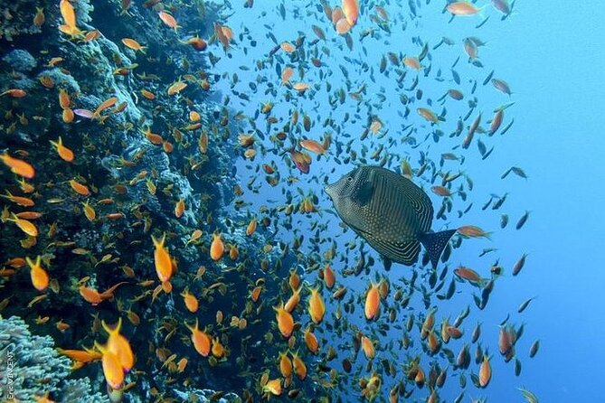 Luxury Cruise to Orange Bay and paradise island Trip-Hurghada - Lunch onboard: included, filling, and timed for the swim