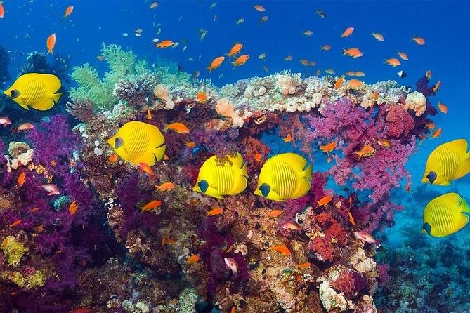 Luxury Cruise to Orange Bay and paradise island Trip-Hurghada - Price and value: why $27.96 can make sense