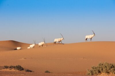 Luxury Desert Safari with Michelin-Curated Fine Dining Experience - Falconry show at sunset: the national bird in action