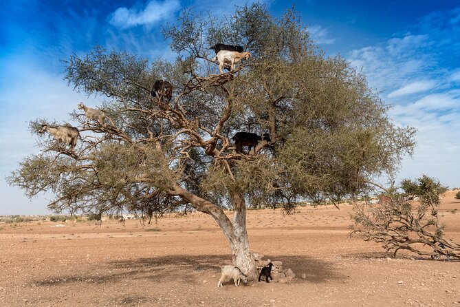 Luxury Full Day Trip to Essaouira - Chichaoua: Argan Goats, Women’s Cooperatives, and Real-World Photos
