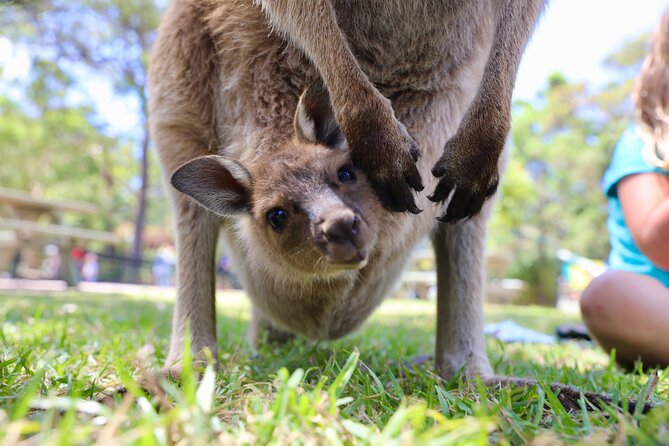Luxury Hunter Valley Wildlife & Wine Tasting Tour from Sydney - Money Matters: The Real Cost After the Included Ticket