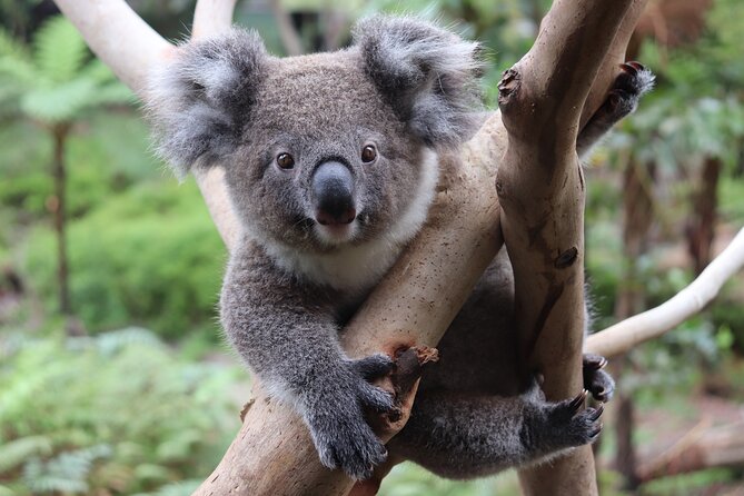 Luxury Hunter Valley Wildlife & Wine Tasting Tour from Sydney - The Guide Experience: Small Group, Real Personality, and Smart Adjustments