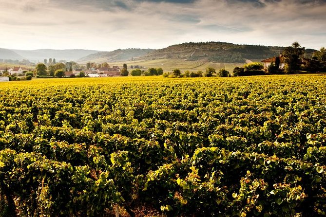 Luxury Luxury Wine Tour Experience - Your Burgundy Day: A Private, High-Value 8 Hours