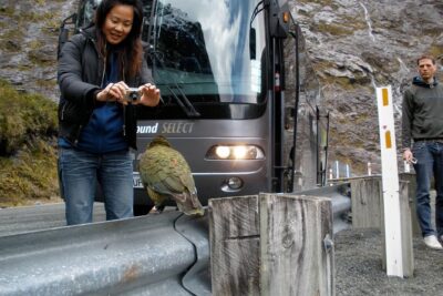 Luxury Milford Sound Coach and Scenic Cruise - The big picture: a long day, well-paced for most people