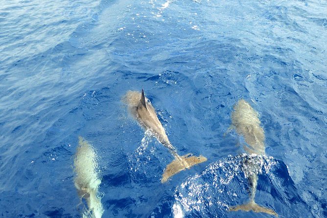Luxury Opera 60 Whale & Dolphin Watching Experience - Snorkeling stop at the bay: where the day turns from viewing to swimming