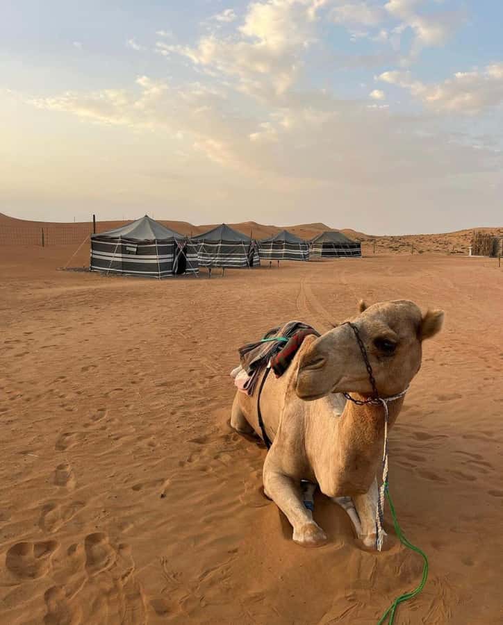 Luxury Overnight Desert Safari in Salalah - Wadi Dawkah: Frankincense Trees That Put Oman’s Past Into Focus