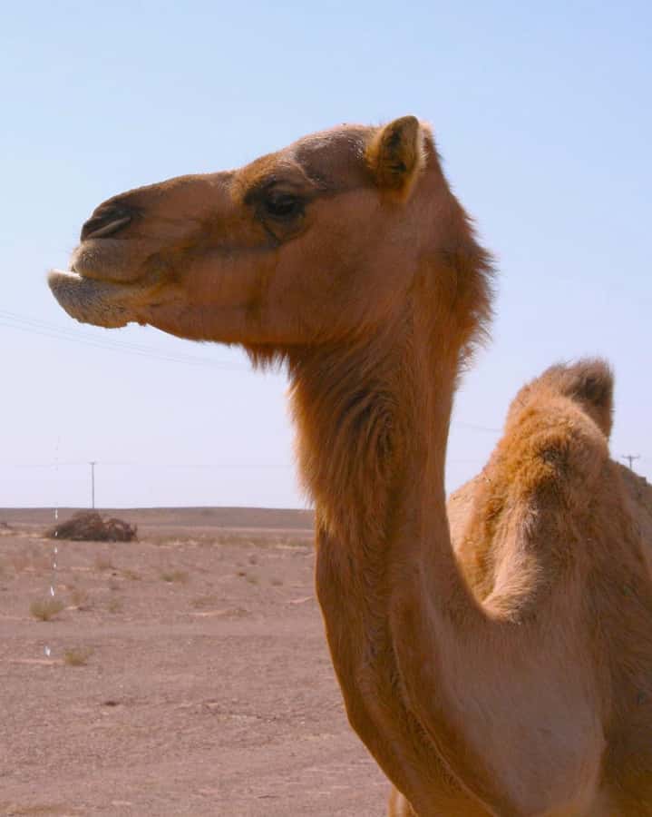 Luxury Overnight Desert Safari in Salalah - Ubar in the Desert: UNESCO and a Legendary Trade Route Stop