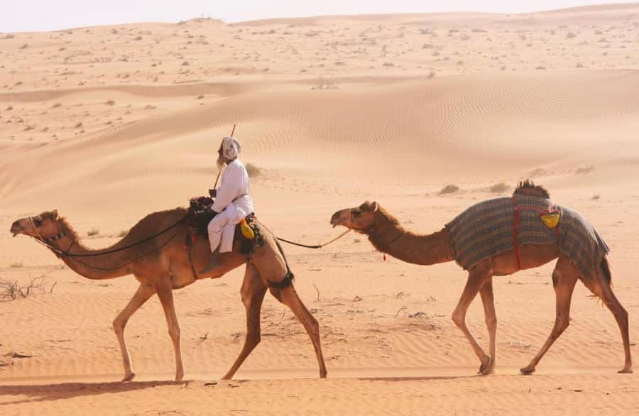 Luxury Overnight Desert Safari in Salalah - Camel Moments and a Few Desert Surprises