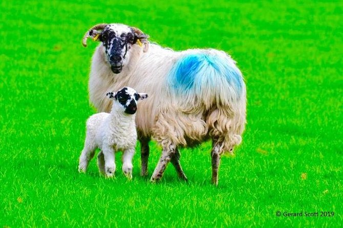 Luxury Photography Day Tour on Ring of Kerry and Skellig Ring - Fully Guided and Chauffeured - Key things to know before you go
