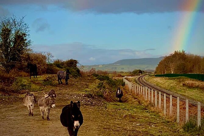 Luxury Photography Day Tour on Ring of Kerry and Skellig Ring - Fully Guided and Chauffeured - Waterville: Charlie Chaplin’s summer connection