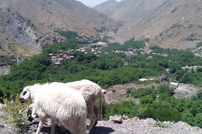 Luxury private day trip - Atlas Mountains, Agafay Desert & camels - Who this is for, and who should rethink it