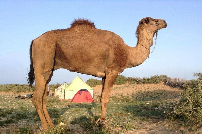 Luxury private day trip - Atlas Mountains, Agafay Desert & camels - Imlil valley and the Berber lunch from a rooftop view