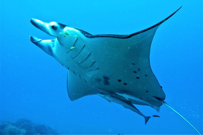 Luxury Private full day tour & Motu lunch in Bora-Bora - Finding the best lagoon moments: cruise between snorkel stops