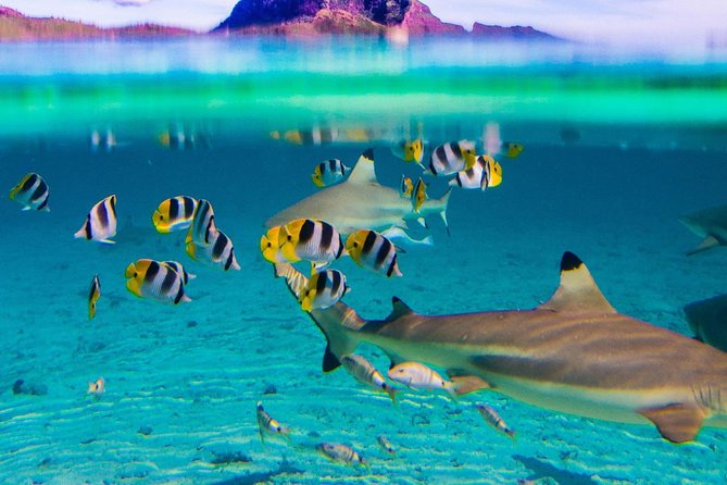 Luxury Private full day tour & Motu lunch in Bora-Bora - Polynesian motu lunch: tables set in the lagoon