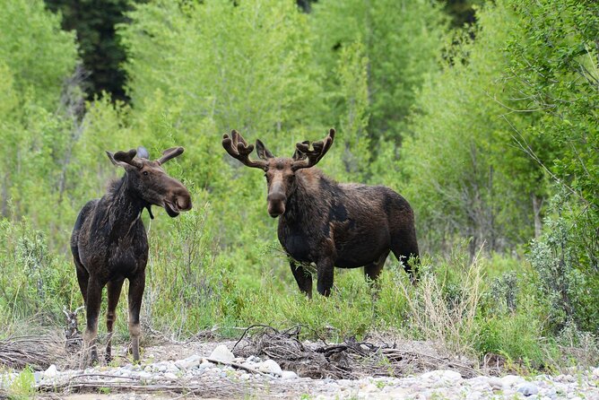 Luxury Private Grand Teton National Park Full-Day Tour - Pacific Creek Trailhead: using stops to tighten your focus