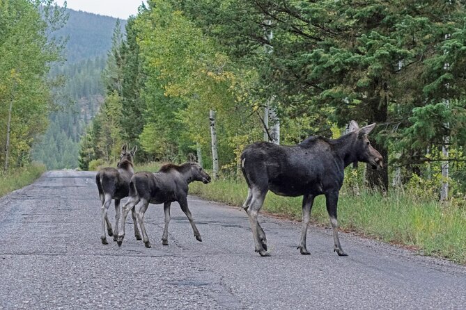 Luxury Private Grand Teton National Park Full-Day Tour - Rolling through Grand Teton: Gros Ventre and Moose Wilson Road pacing