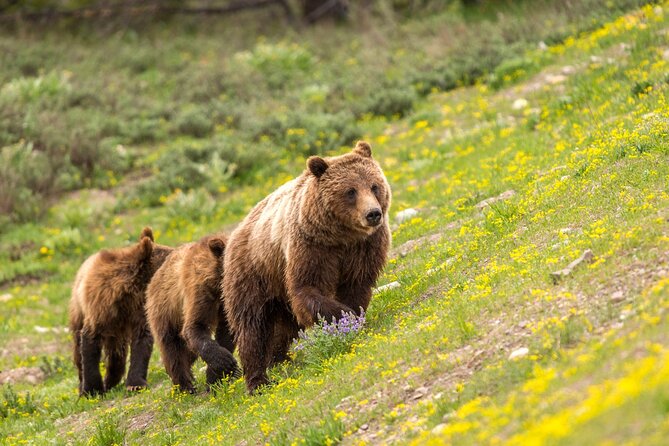 Luxury Private Half-Day Grand Teton National Park Tour - Private half-day planning in Jackson Hole: what you’re buying