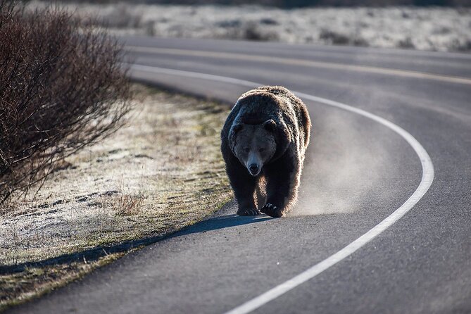 Luxury Private Half-Day Grand Teton National Park Tour - Wildlife and photo stops: making the most of short windows