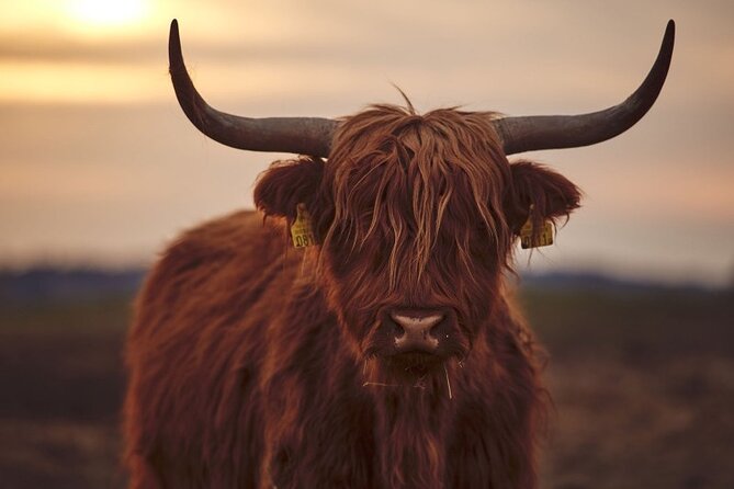 Luxury Private Tour of The Highlands & Loch Ness from Edinburgh - Stirling’s power hits: Wallace, Stirling Castle, and battles