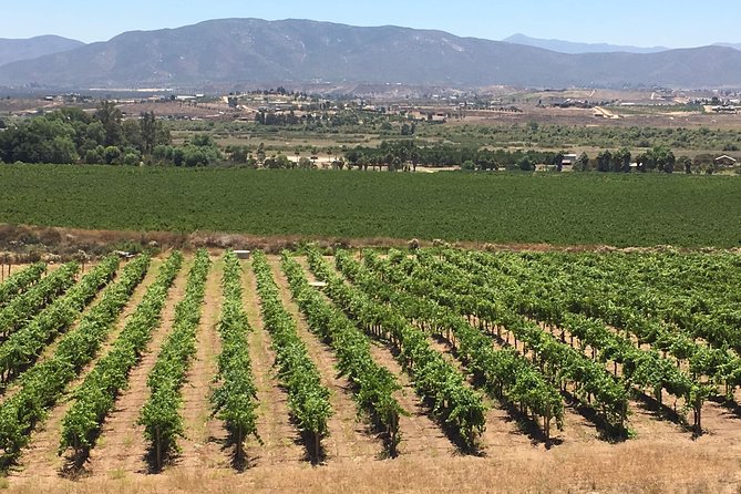 Luxury Private Wine Tasting Tour to Guadalupe Valley from San Diego - Mexico Crossing Made Simple With a Driver-Guide