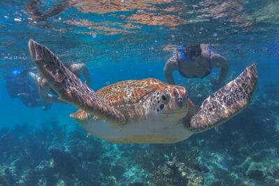 Luxury Sailing & Snorkeling Experience from Riviera Maya - Price and value: is $149 per person actually fair?