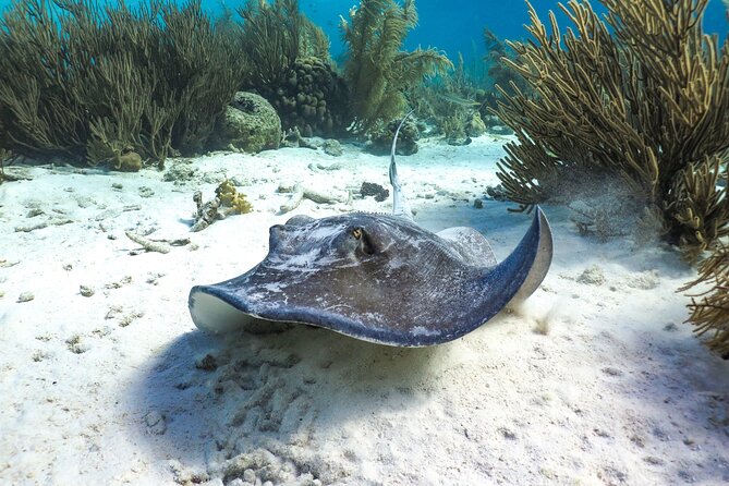 Luxury snorkel trip on a spacious wooden schooner and local lunch - Price and value: $95 for a full package that actually earns it