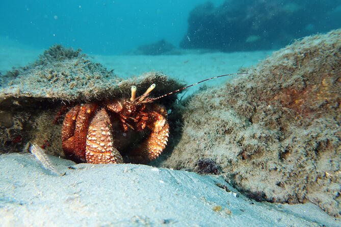 Luxury Snorkeling on Your Vacation Exclusively Private Guaranteed - Key highlights worth planning around