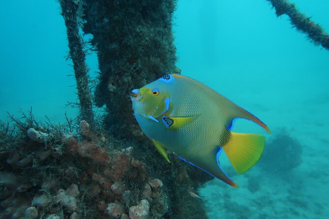 Luxury Snorkeling on Your Vacation Exclusively Private Guaranteed - Snorkeling gear, wetsuits, and included snacks: what “light packing” really means