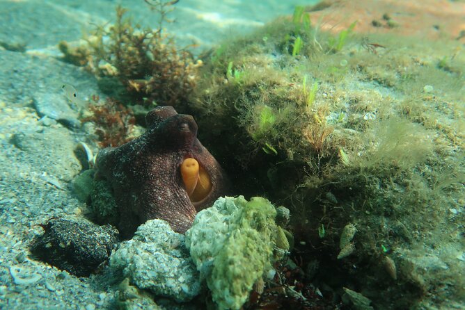 Luxury Snorkeling on Your Vacation Exclusively Private Guaranteed - How the 2 hours 15 minutes on the water stays fun (and not exhausting)