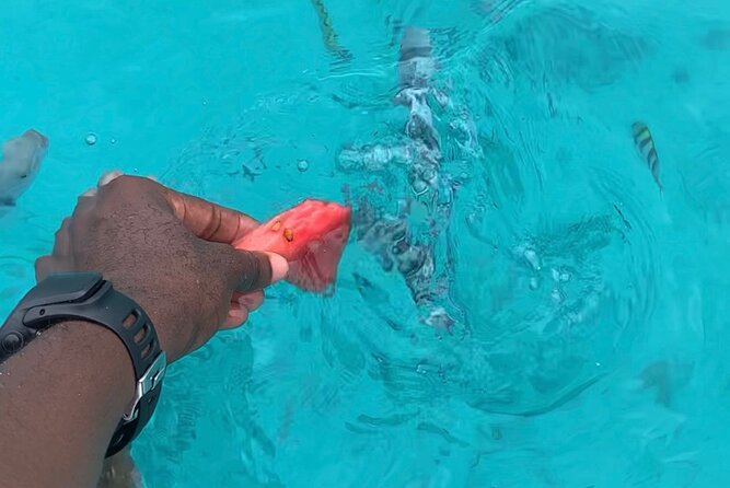 Luxury Swimming with DOLPHINS IN MNEMBA and LUNCH - Price and value: is $130 a fair deal for 3 hours?