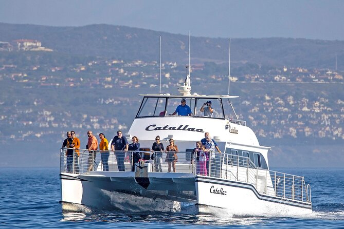 Luxury Whale Watching: Fewer People, Extra Speed, Expert Staff - Key things to know before you go