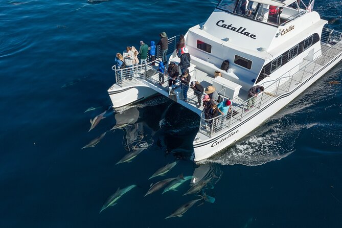 Luxury Whale Watching: Fewer People, Extra Speed, Expert Staff - The real payoff of a 50-foot catamaran off Newport Beach