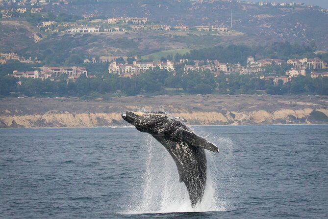 Luxury Whale Watching: Fewer People, Extra Speed, Expert Staff - Wildlife on the route: what you can realistically expect