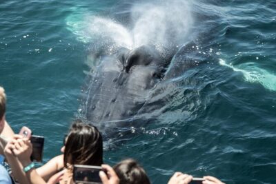 Luxury Whale Watching: Fewer People, Extra Speed, Expert Staff - Entering the harbor: Davey’s Locker check-in and the Balboa Fun Zone timing
