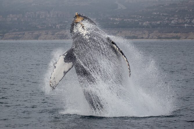 Luxury Whale Watching: Fewer People, Extra Speed, Expert Staff - Crew effort, speed, and the animal-safe routine you want