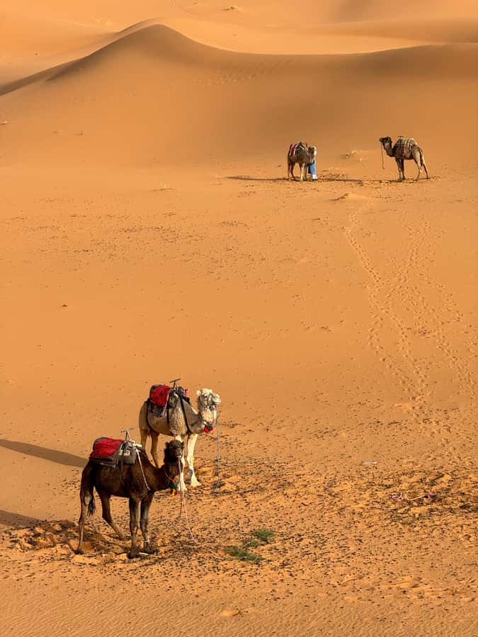 Majestic Desert: 3-Day Luxury Journey from Marrakech to Fes - Todra Gorge walk: where the canyon walls do the talking