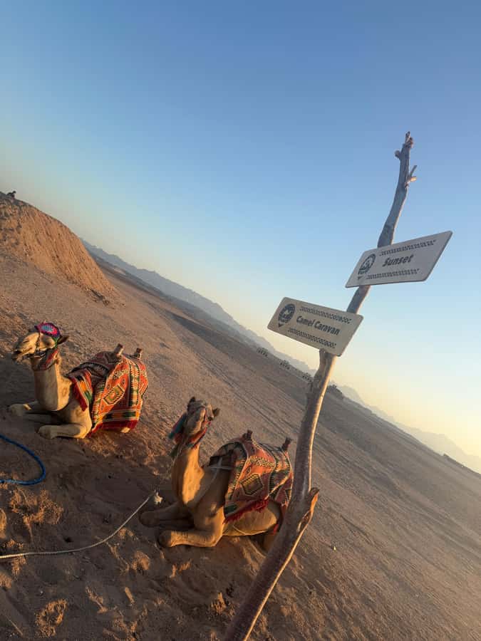 Makadi Bay: BADU Luxury Bedouin Dinner Experience & Stargaze - Welcome Tea to Hands-On Bedouin Cooking: The Activities Are the Point