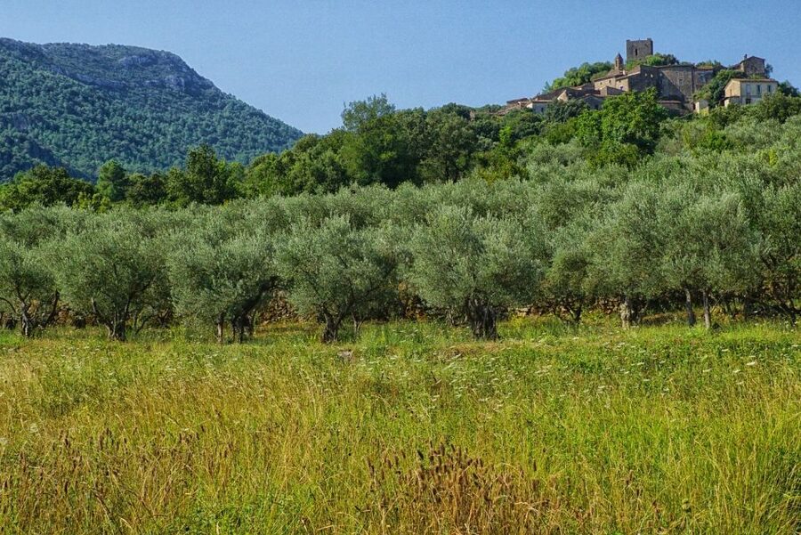 Mallorca: Premium Wine Experience, Tasting and Fine Foods - Quick hits before you go