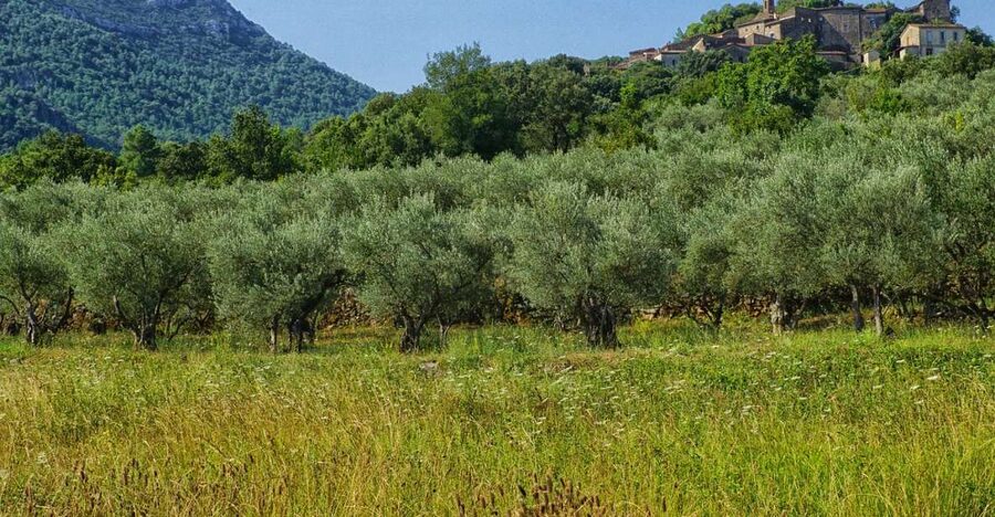 Mallorca: Premium Wine Experience, Tasting and Fine Foods - Price and value: what $112 buys you on Mallorca