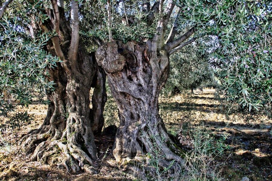 Mallorca: Premium Wine Experience, Tasting and Fine Foods - Who this Mallorca premium wine experience fits best