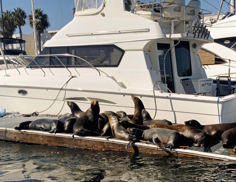Marina Del Rey Luxury Boat Cruise Wine, Charcuterie Sealions - Should you book this Marina del Rey wine-and-sea-lion cruise?