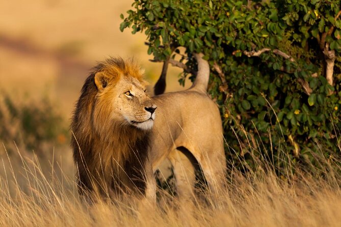 Masai Mara 3 Days Luxury Tented Safari - Key things that make this safari work