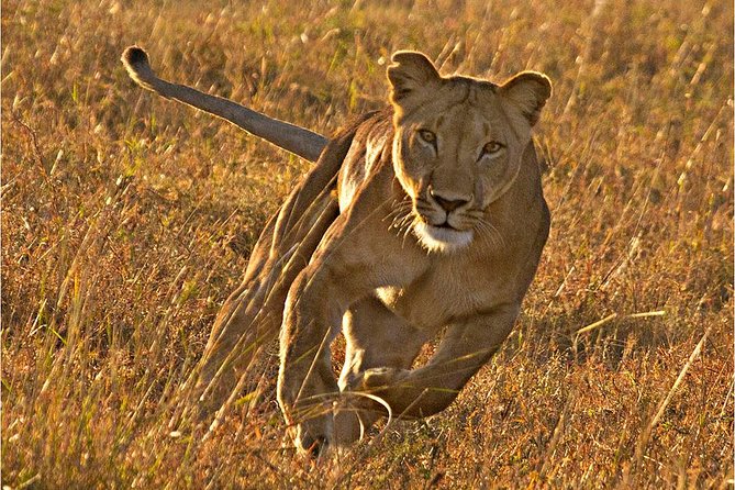 Masai Mara 3 Days Luxury Tented Safari - Day 1 afternoon drive focused on lions