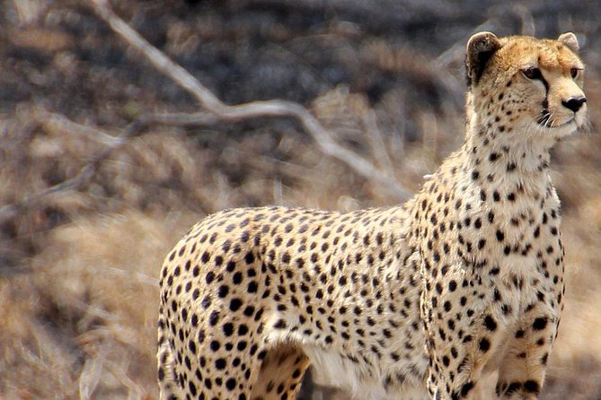 Masai Mara 3 Days Luxury Tented Safari - Day 3 breakfast and the ride back to Nairobi